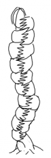 Beardspflanzen4.png