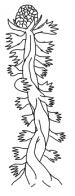 Beardspflanzen3.png